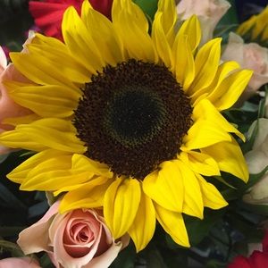 Meet your Posher, Camille